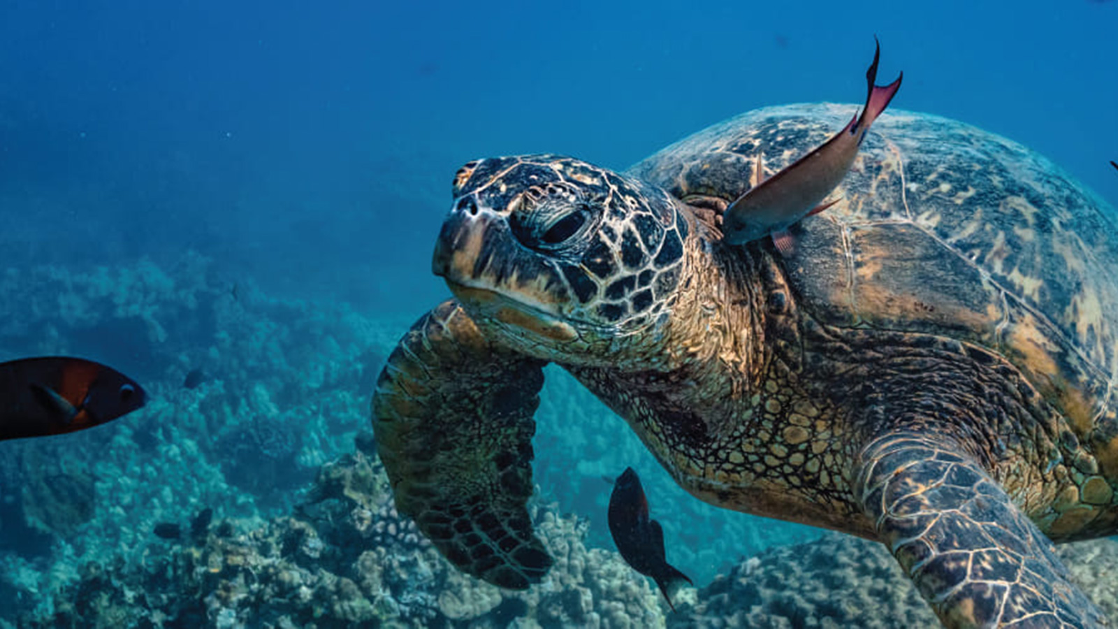 Sea turtle | Citizen Scientist Project